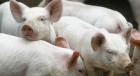 Китайские ученые вставили в геном свиньи ген мыши, получив в результате 12 не жирных поросят 