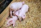 Схемы и правила вакцинации свиней
