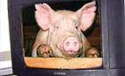 Свиньи тоже имеют право голоса.