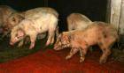 Заболевания свиней: симптомы и пути распространения