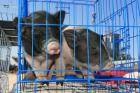 Мини пиги исчезнут из контактных зоопарков