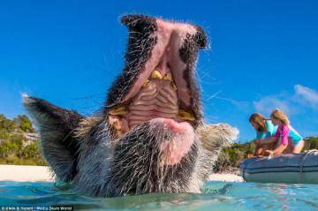 Водоплавающие свиньи