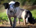 Первые домашние свиньи в Европе