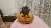 Свинка в хеллоуин пугает