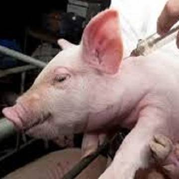 Куда и как ставить укол – поросенку или свинье