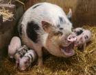 Латвийские фермеры могут быть спокойными за своих свиней