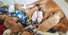 Свиньи и пес: домашний лабрадор приютил поросят после смерти их матери