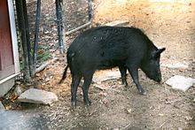 Свиньи острова Оссабо (Ossabaw Island Hogs)