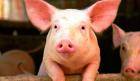 Проект, который делает органы свиней пригодными для трансплантации людям