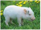 Свиньи могут вылечить людей от сахарного диабета.