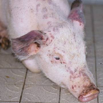 Почему синеет свинья: о чем говорит синюшность кожи поросенка