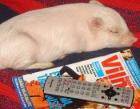 Методы обучения хорошему поведению свиньи в домашних условиях