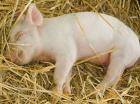 Некоторые заболевания свиней, и как их распознать