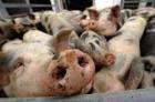 В Украину приостановлен ввоз свиней из Сербии