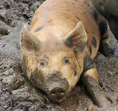 Заразные болезни свиней
