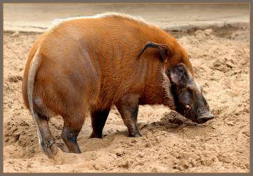 Свинья кистеухая  (Potamochoerus porcus)