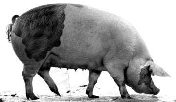 Самые распространенные породы домашних свиней