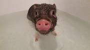 Свинка в ванной, свинья