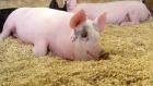 Описание некоторых заболеваний свиней