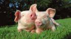 Всеядны, но разборчивы: что на самом деле ест свинья?
