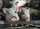 Бизнес на мини-свинках: преимущества и опасности