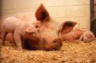Температура у свиньи: нормальные значения и способы измерения