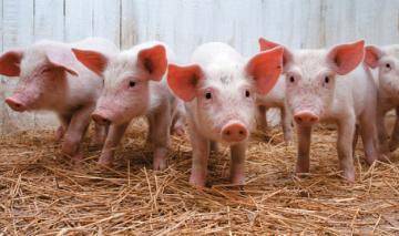 Европейские свиньи стали жирней и плодовитей благодаря азиатским