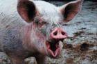 Африканская свинная чума продолжает свое шествие по территории России.