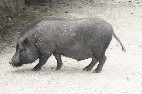Виды диких свиней – Клуб любителей хрюш
