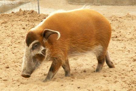 Виды диких свиней – Клуб любителей хрюш